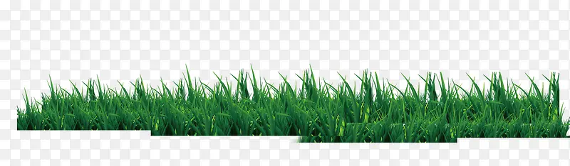 一片绿色的小草