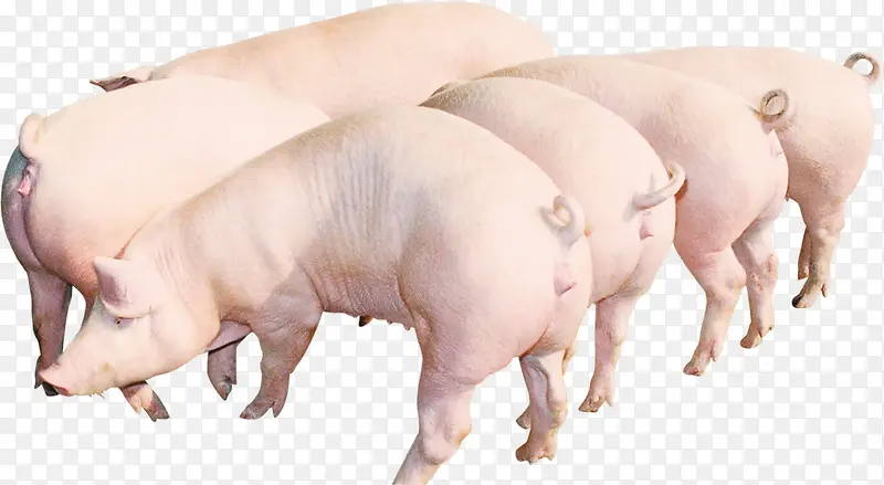 年末猪肉促销白色农家土猪宣传单