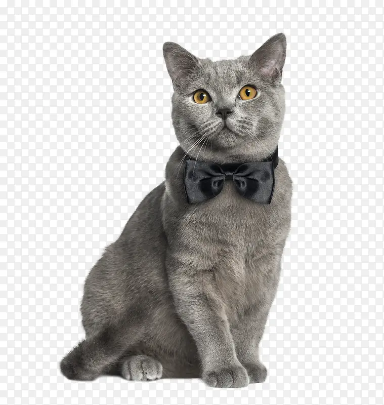 实物一只灰色的带蝴蝶结的猫