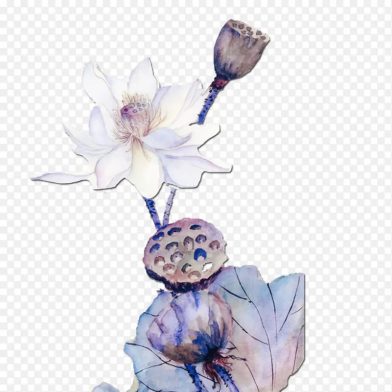 水彩荷花