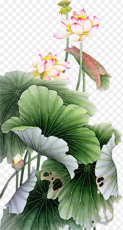 卡通手绘荷花荷叶