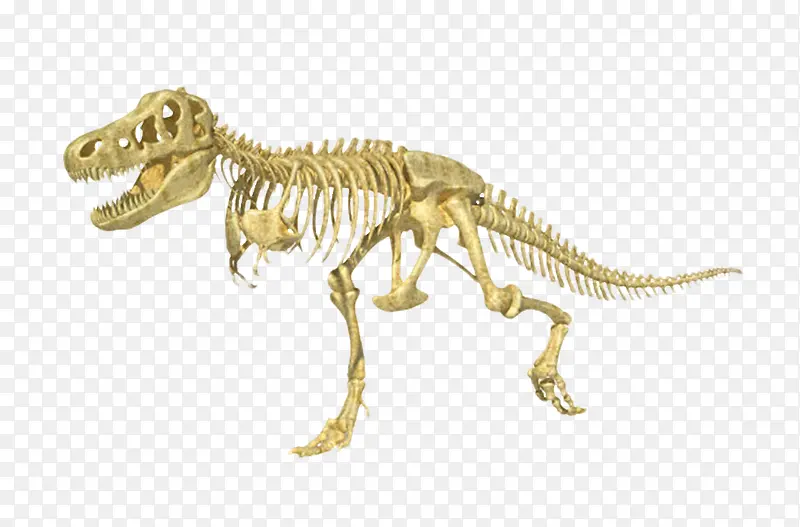 霸王恐龙全身完整骨架化石实物