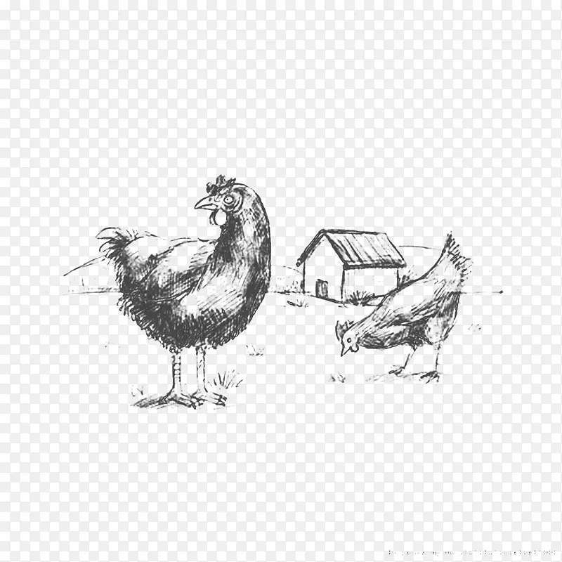 素描手绘牧场小鸡