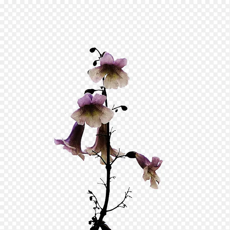 唯美紫色梧桐花