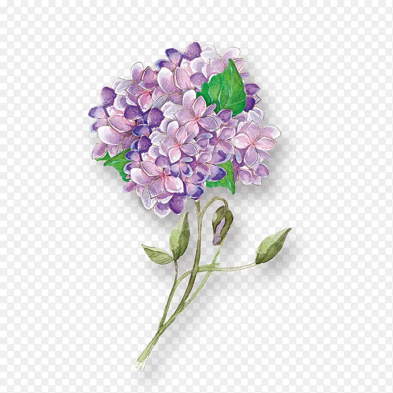 手绘水彩紫色绣球花