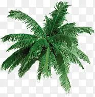 高清摄影创意绿色的椰子树