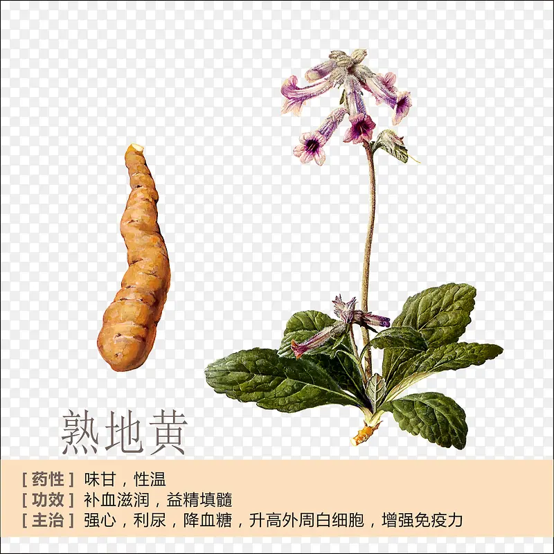熟地黄简介PNG图片素材下载_图片编号7662033-PNG素材网