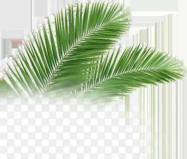 高清摄影白底椰子树效果