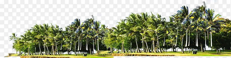 高清度假区风景区椰子树