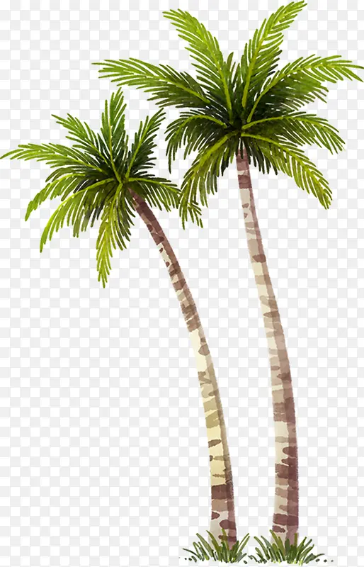 椰子树  高清图