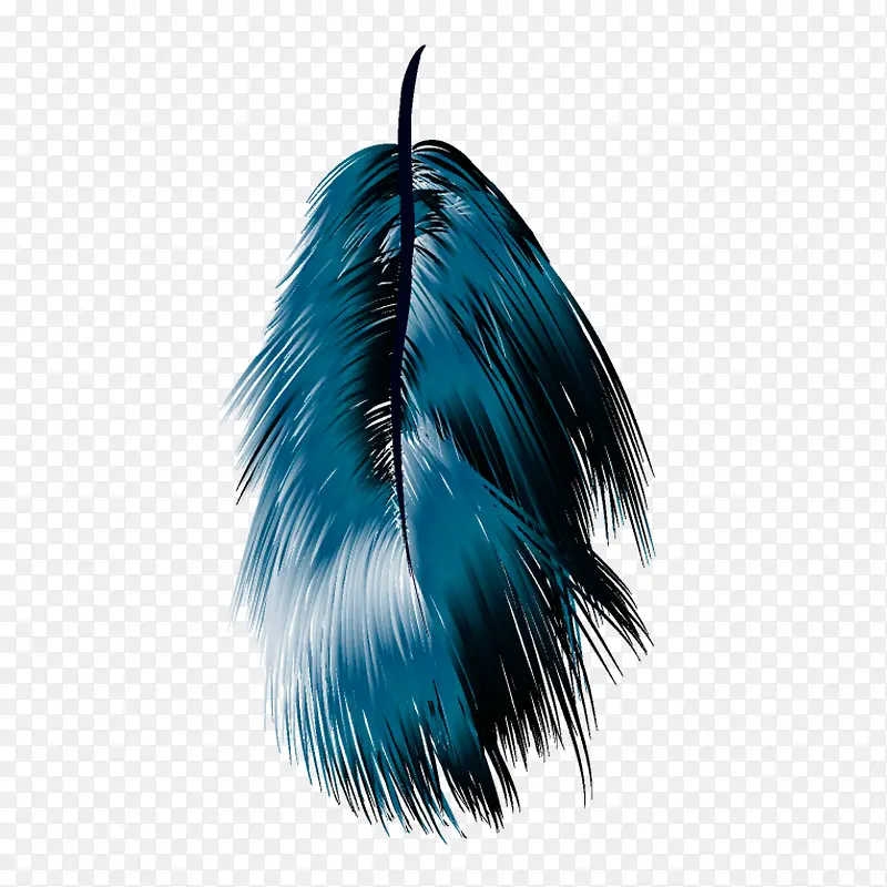 蓝色的羽毛