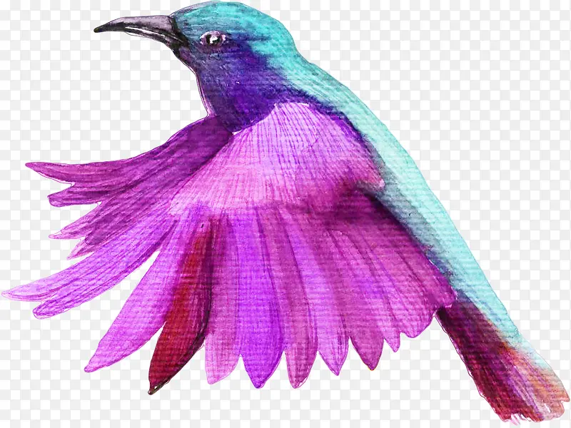 紫色翅膀的小鸟