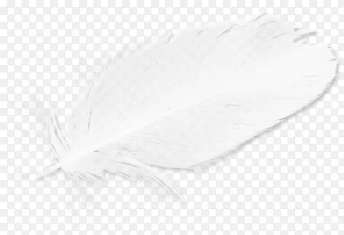 白的羽毛