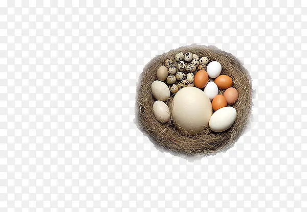 鸟窝上的各种蛋