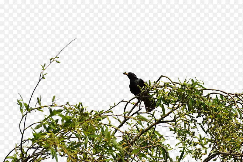 一只乌鸦站在树枝上