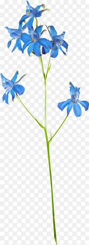 漂亮蓝色花枝