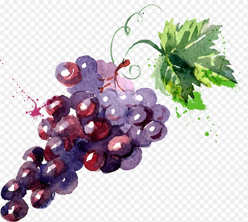 水彩绘葡萄