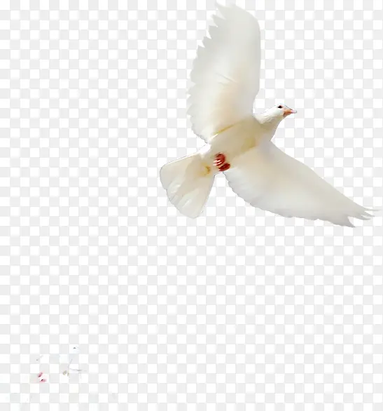 白色信鸽和平使者