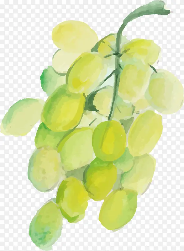 水彩葡萄设计