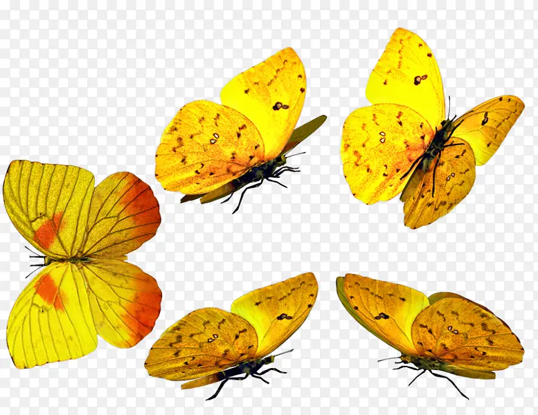 黄色蝴蝶合集