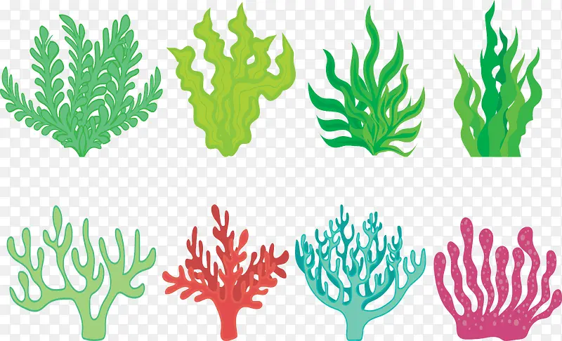 绿色海草海带营养植物