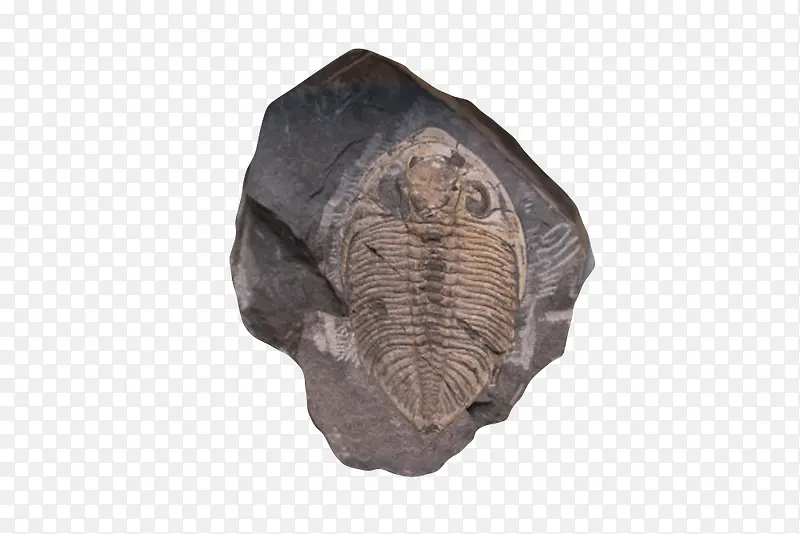黑色鹦鹉螺化石实物