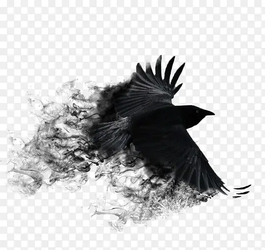 黑色老鹰