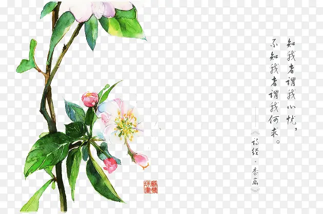 诗经花朵插画配图PNG图片素材下载_图片编号7677260-PNG素材网