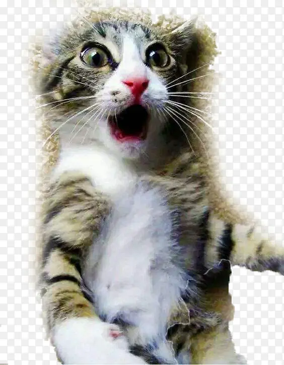 惊呆了猫咪PNG图片素材下载_图片编号7678873-PNG素材网