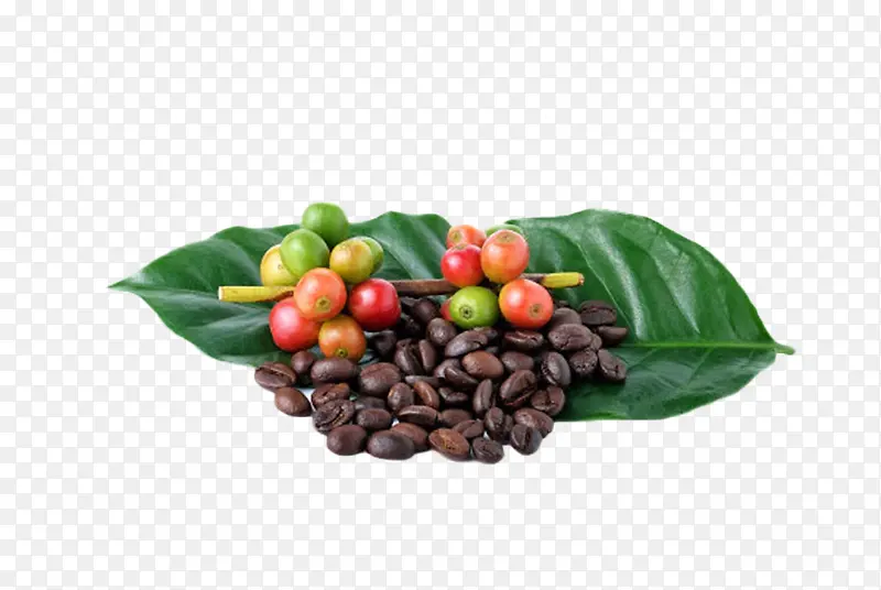 在绿色叶子上的咖啡果和咖啡豆实