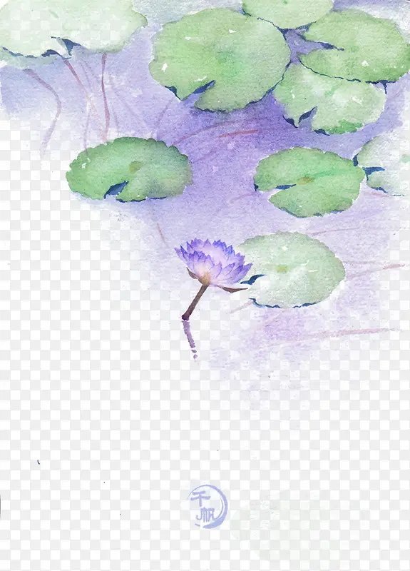 紫色睡莲图片素材
