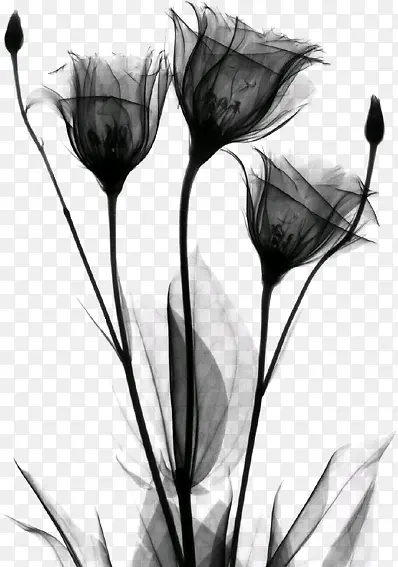 黑色薄纱透明花卉