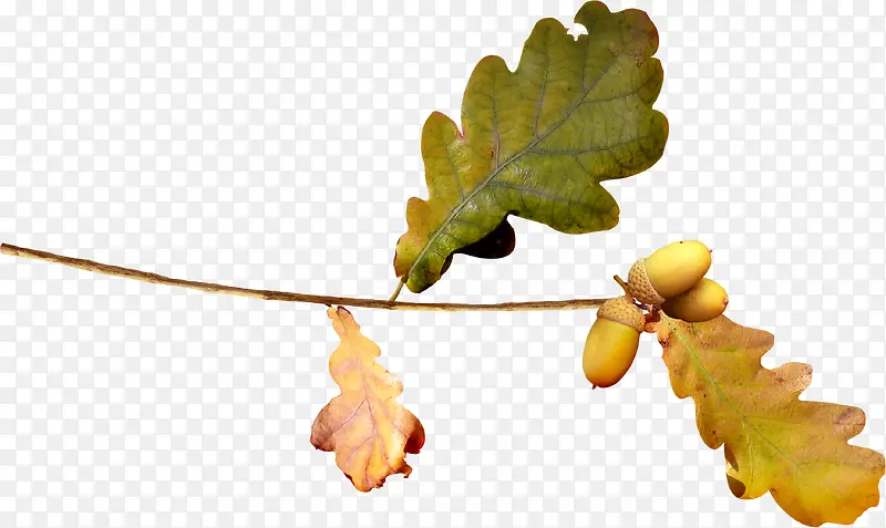 国画花卉素材花卉图案