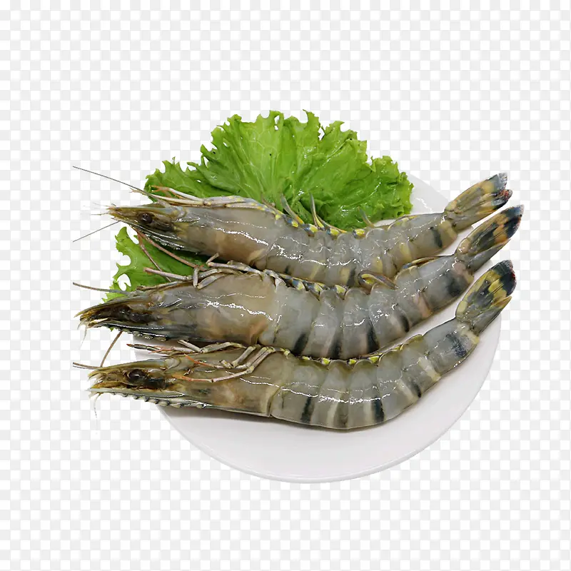 新鲜海产虾子设计素材