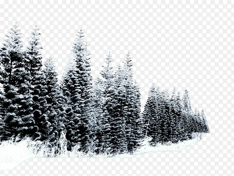 雪中的柏树