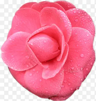 粉色花朵设计植物水珠