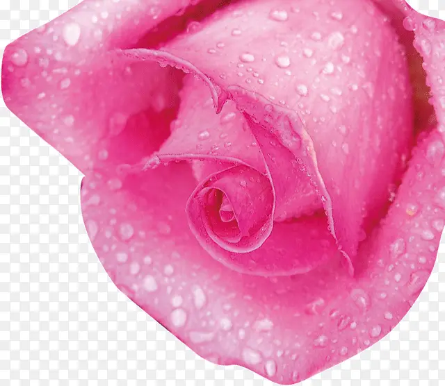 粉色水珠玫瑰花