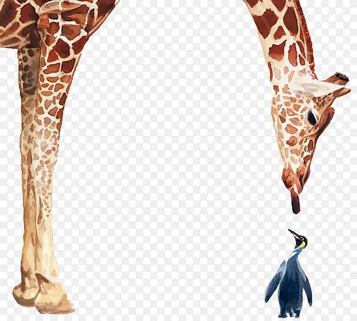 长颈鹿与企鹅写实水彩