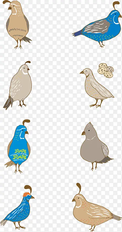 蓝色咖色鹌鹑鸟蛋插画矢量图形
