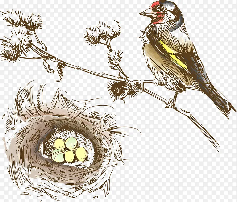 手绘小鸟和鸡蛋