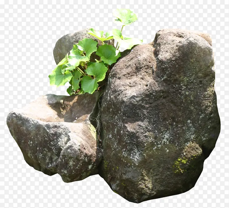 石头缝里的植物
