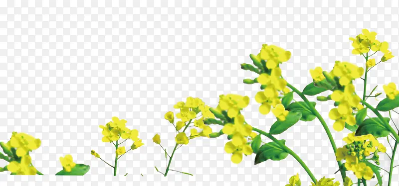 清新春日装饰插图黄色油菜花花朵