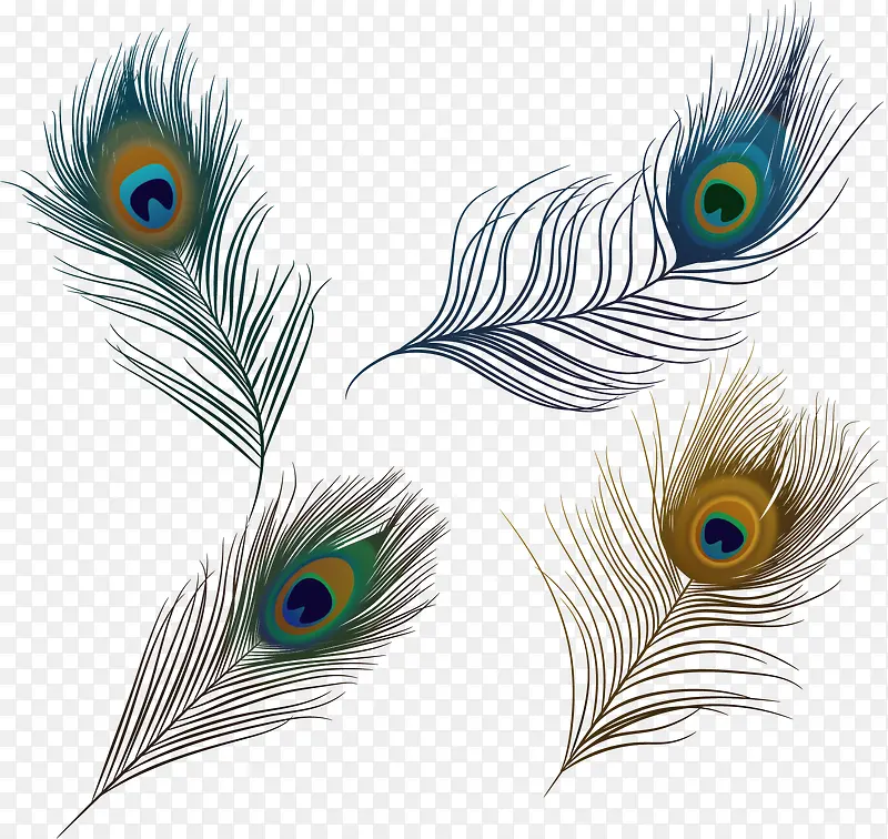 飘逸美丽的孔雀羽毛
