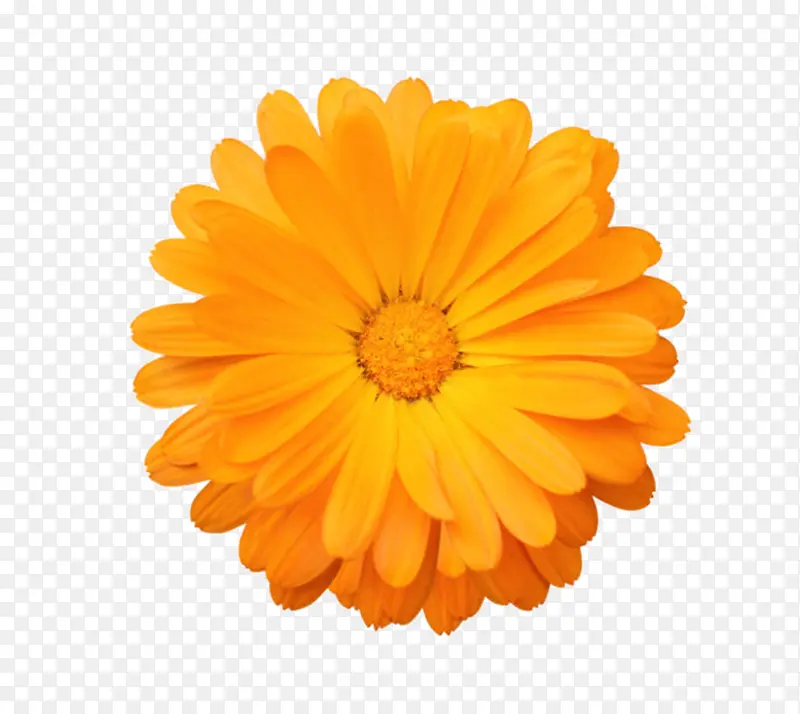 橙色有观赏性层叠茂盛的一朵大花