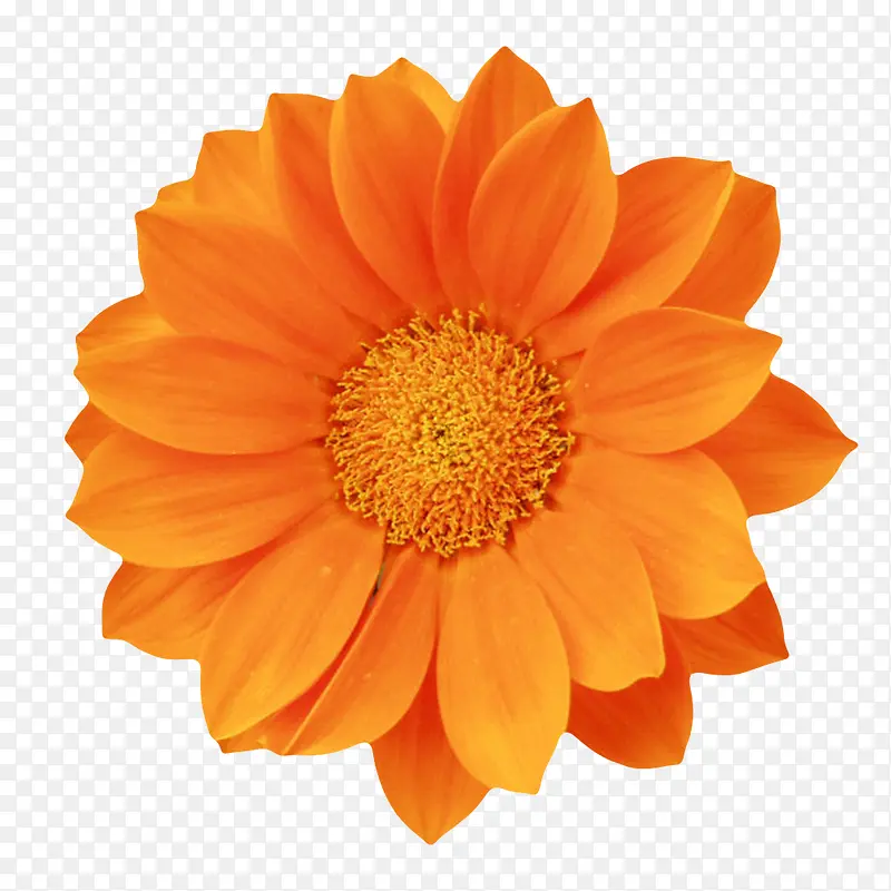 橙色鲜艳的盛开的一朵大花实物