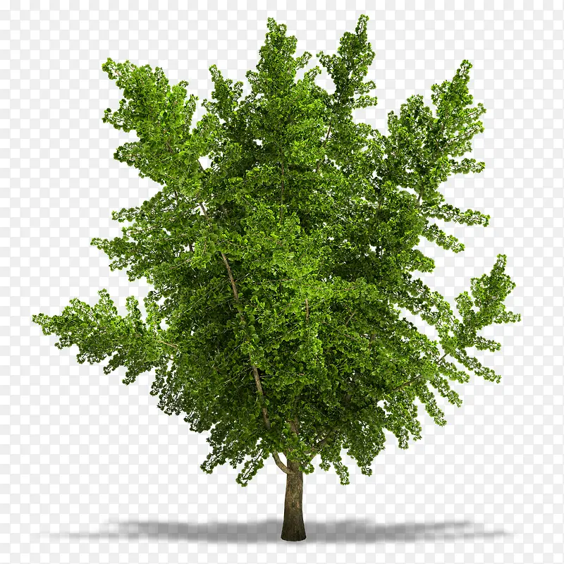 绿色矮树
