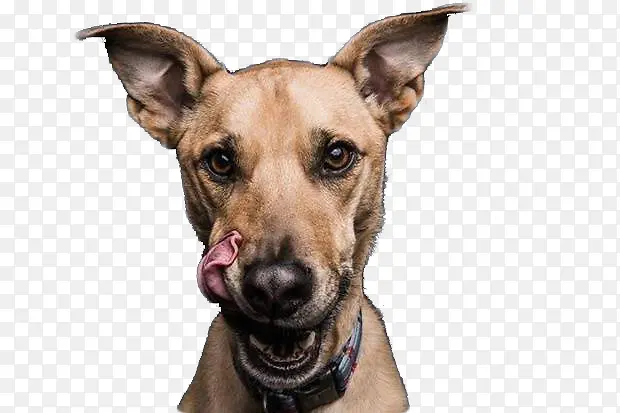 尖耳朵的狗素材图片
