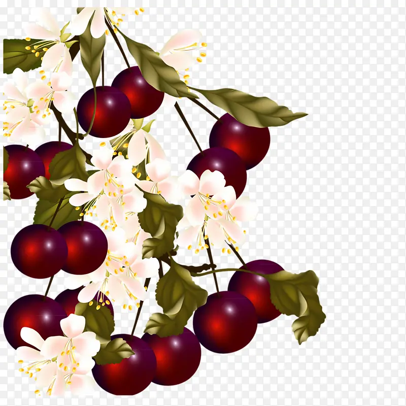 植物花卉水果葡萄