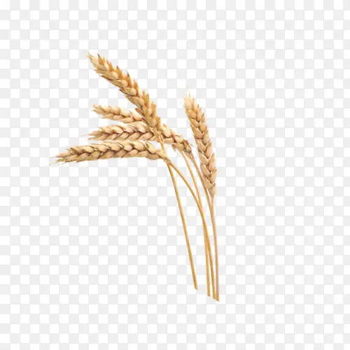 成熟的小麦png素材