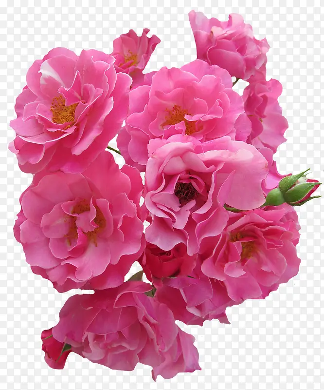 一簇盛开的粉色玫瑰